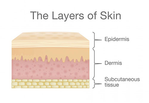 The layers of skin